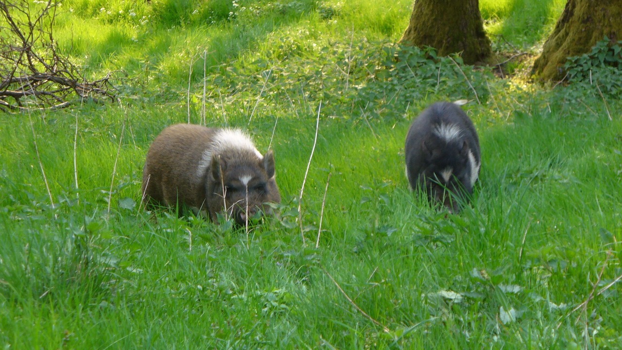 Photo of Outdoor in Marktrodach
