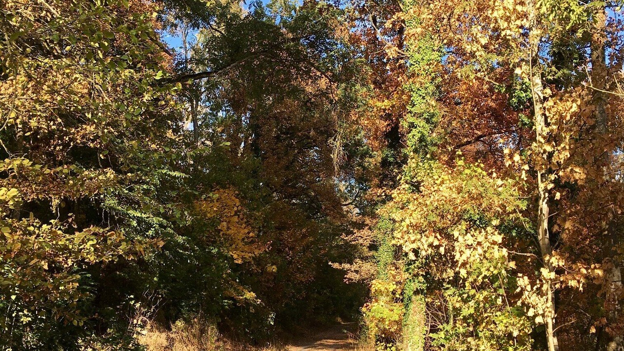 Photo of Outdoor in Geckenheim