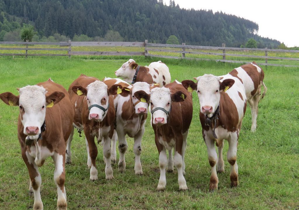 Photo of Others in Unterammergau