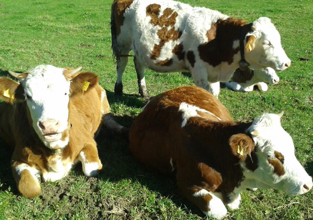 Photo of Others in Unterammergau