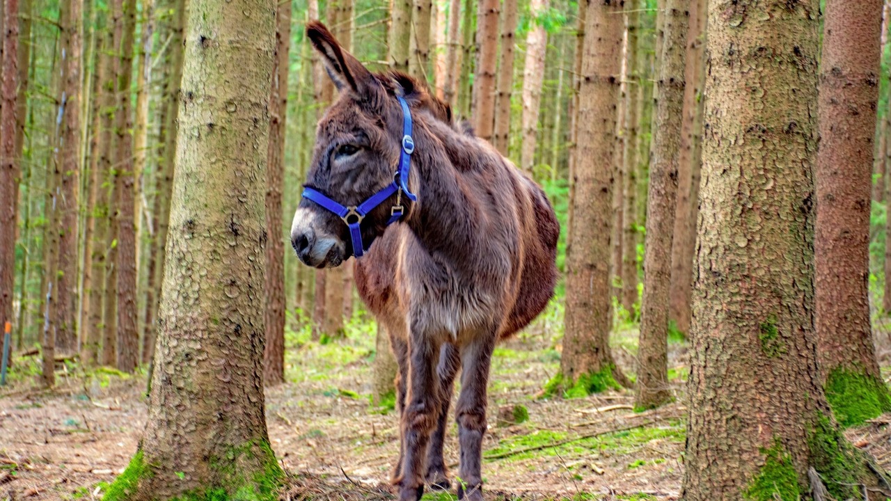 Photo of Others in Weihenzell