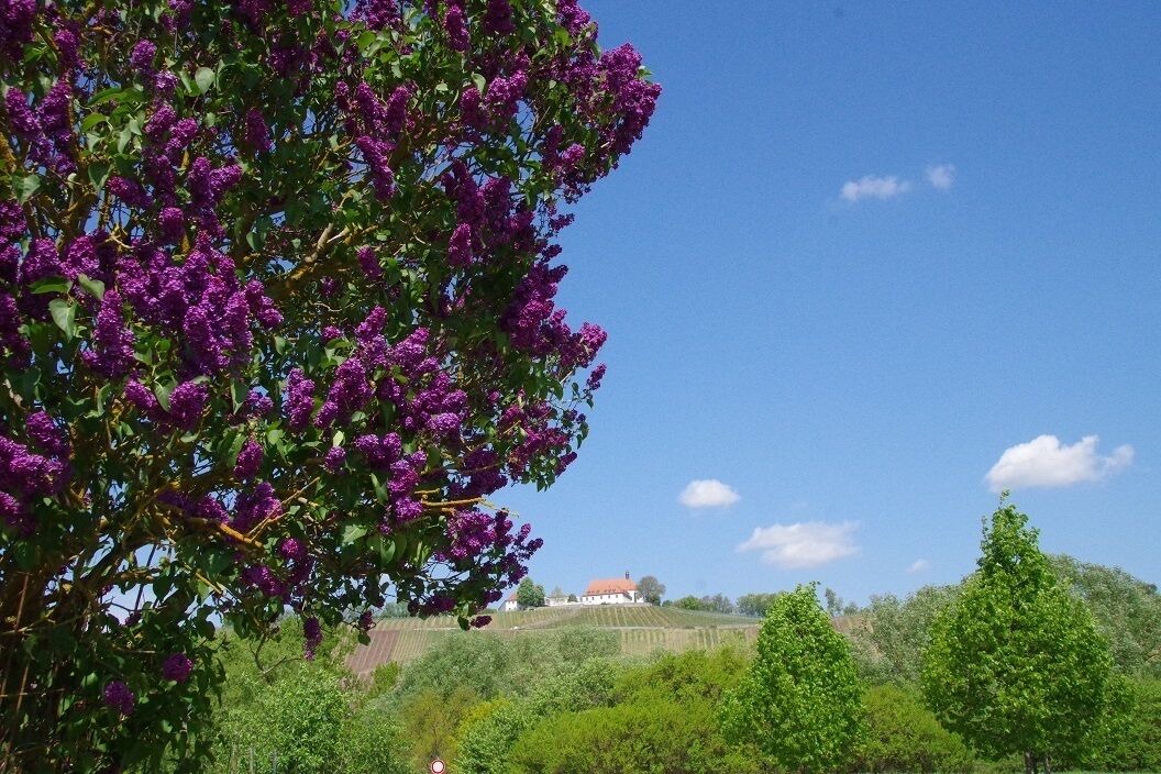 Photo of Outdoor in Nordheim a. Main