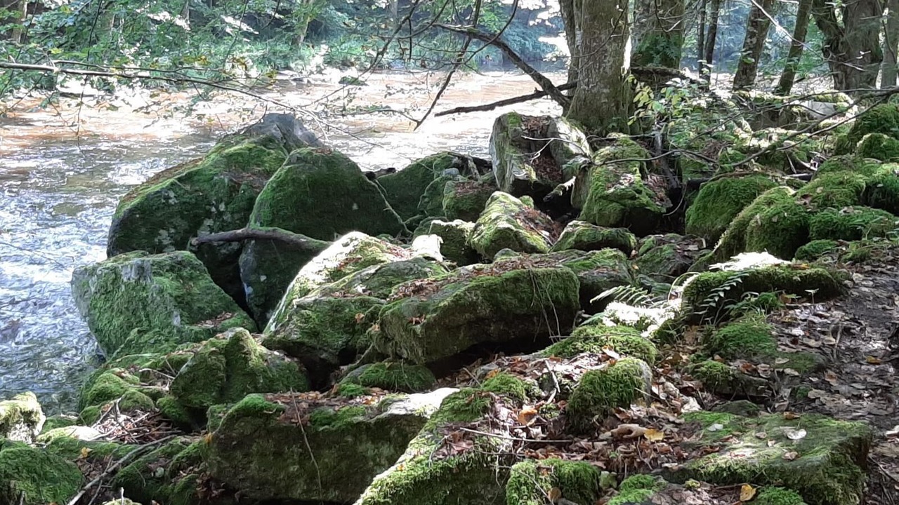 Photo of Outdoor in Haus im Wald