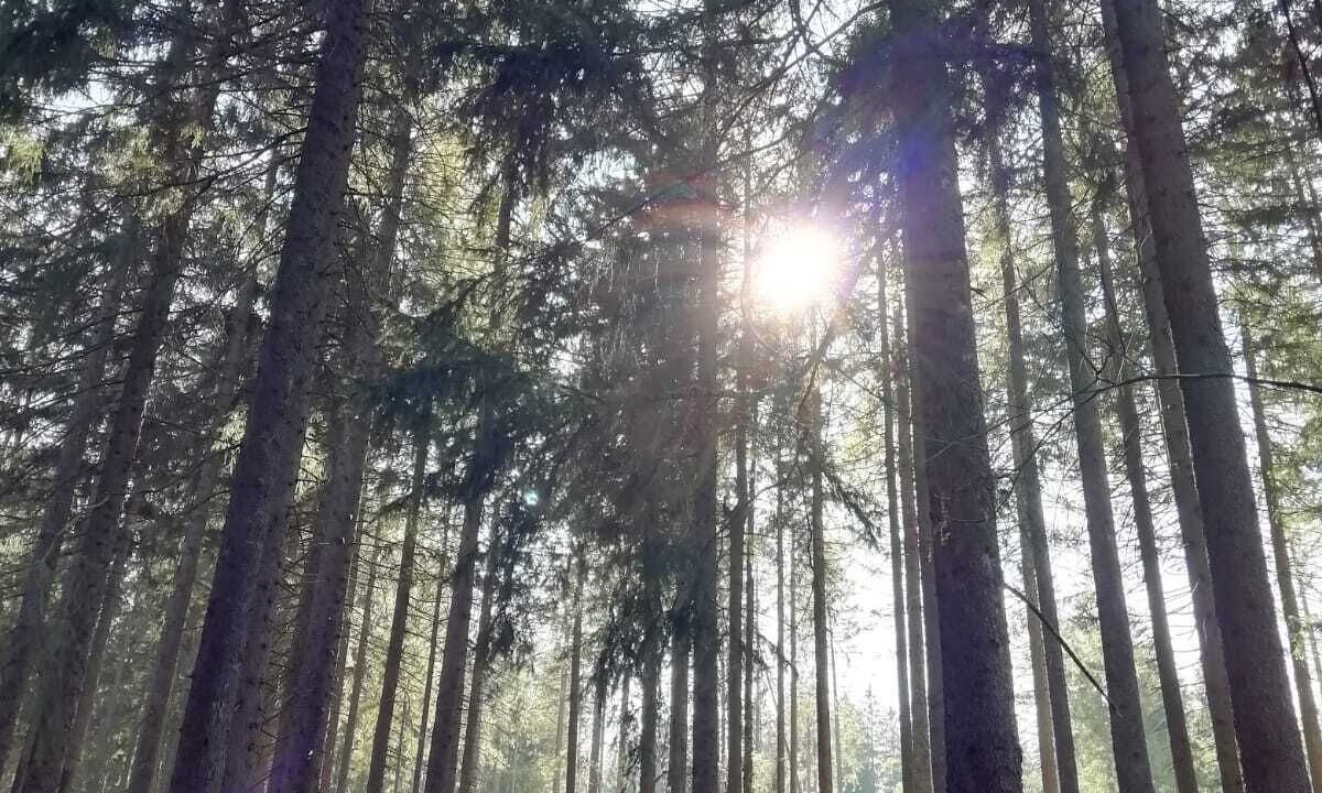 Photo of Outdoor in Schoenwald