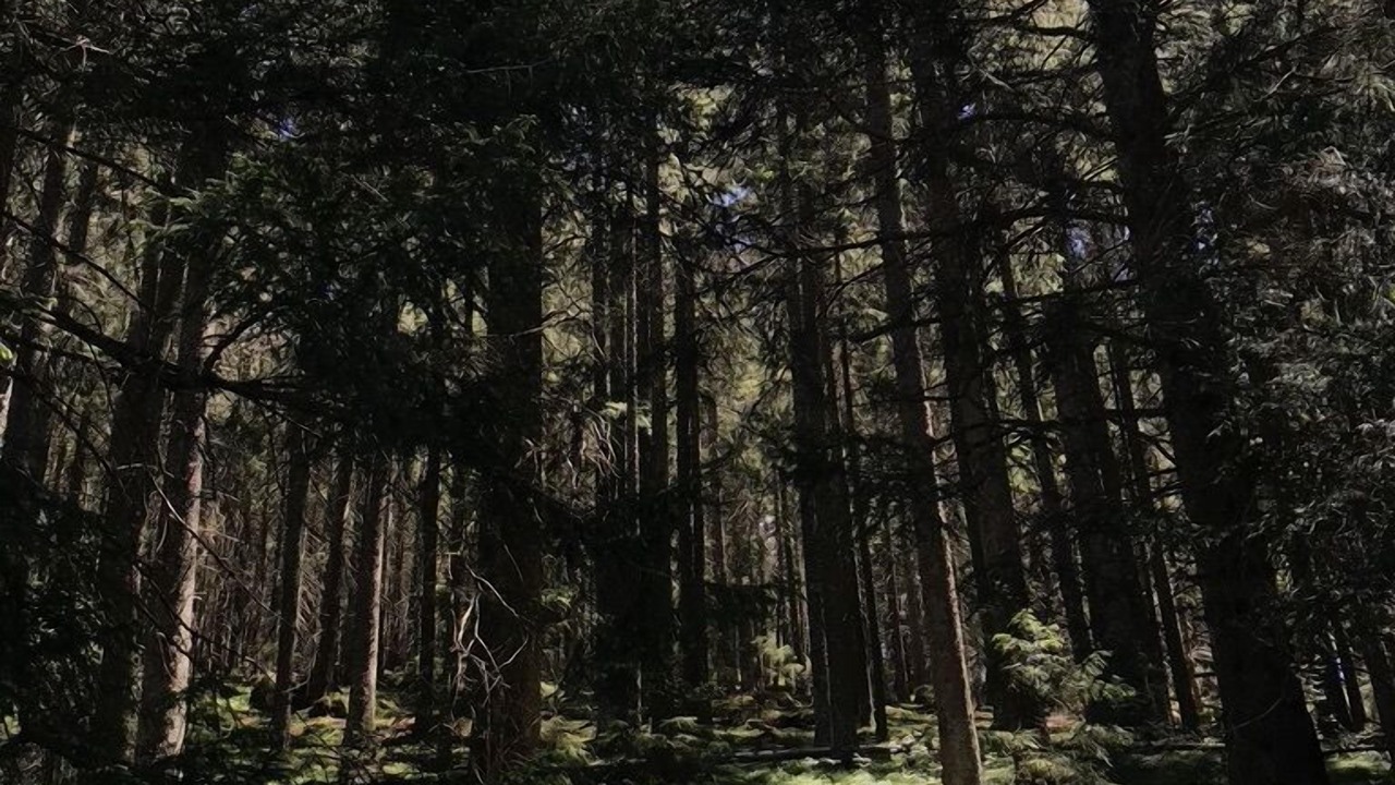 Photo of Outdoor in Schoenwald