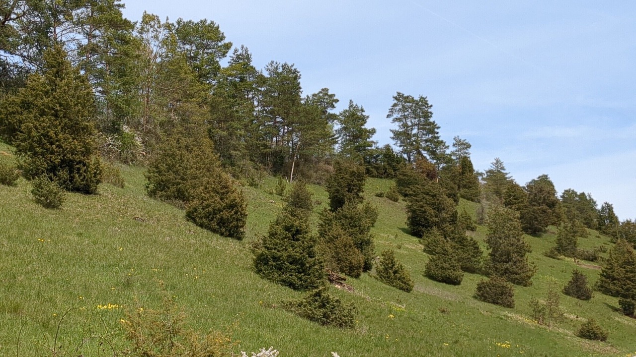 Photo of Others in Aufsess