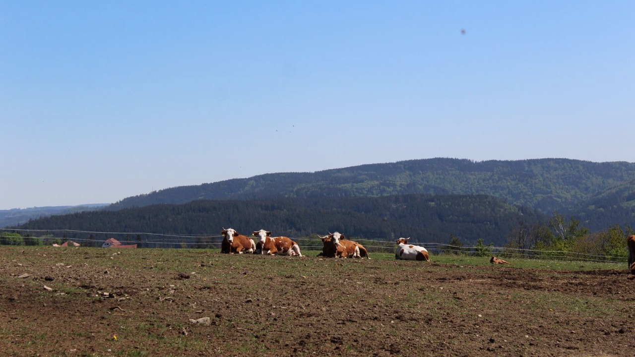 Photo of Others in Wilhelmsthal