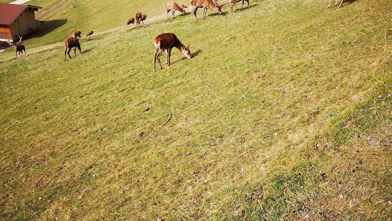 Photo of Others in Pidingerau