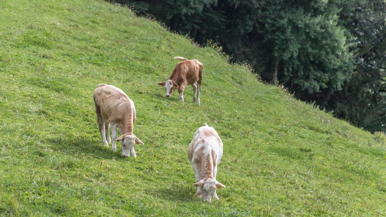 Photo of Others in Schliersee