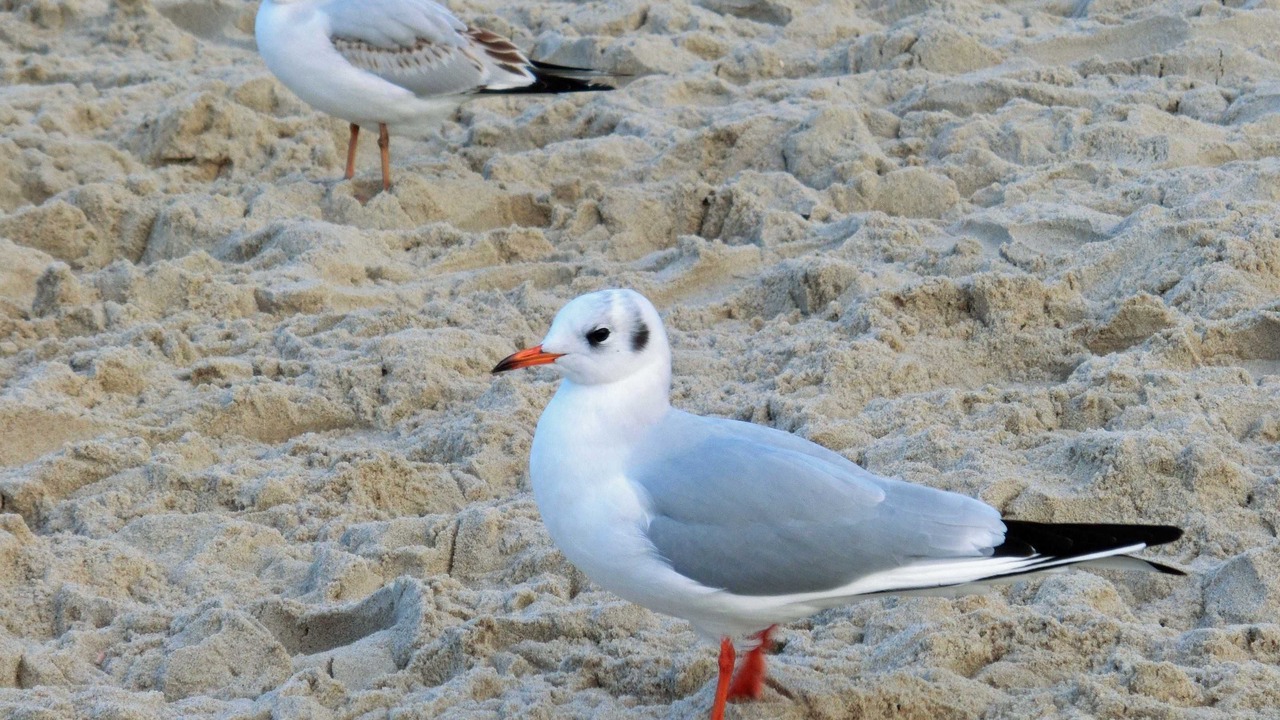 Photo of Others in Zinnowitz