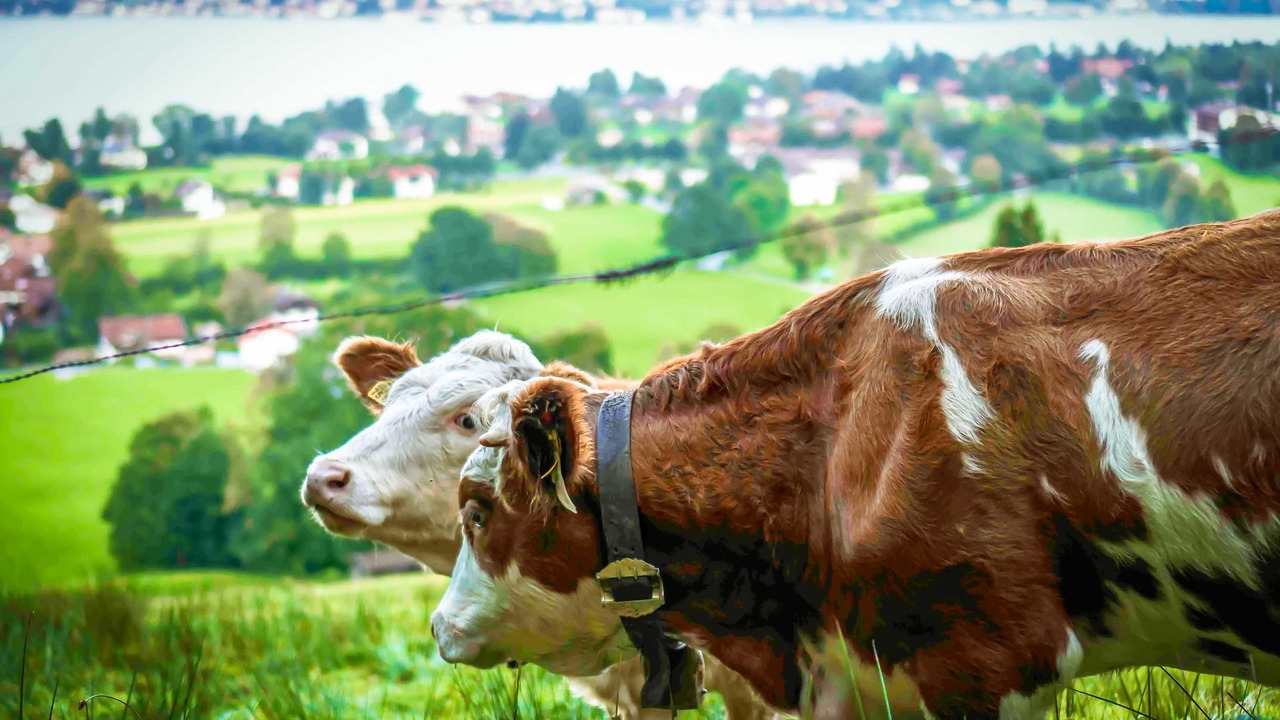 Photo of Others in Bad Wiessee