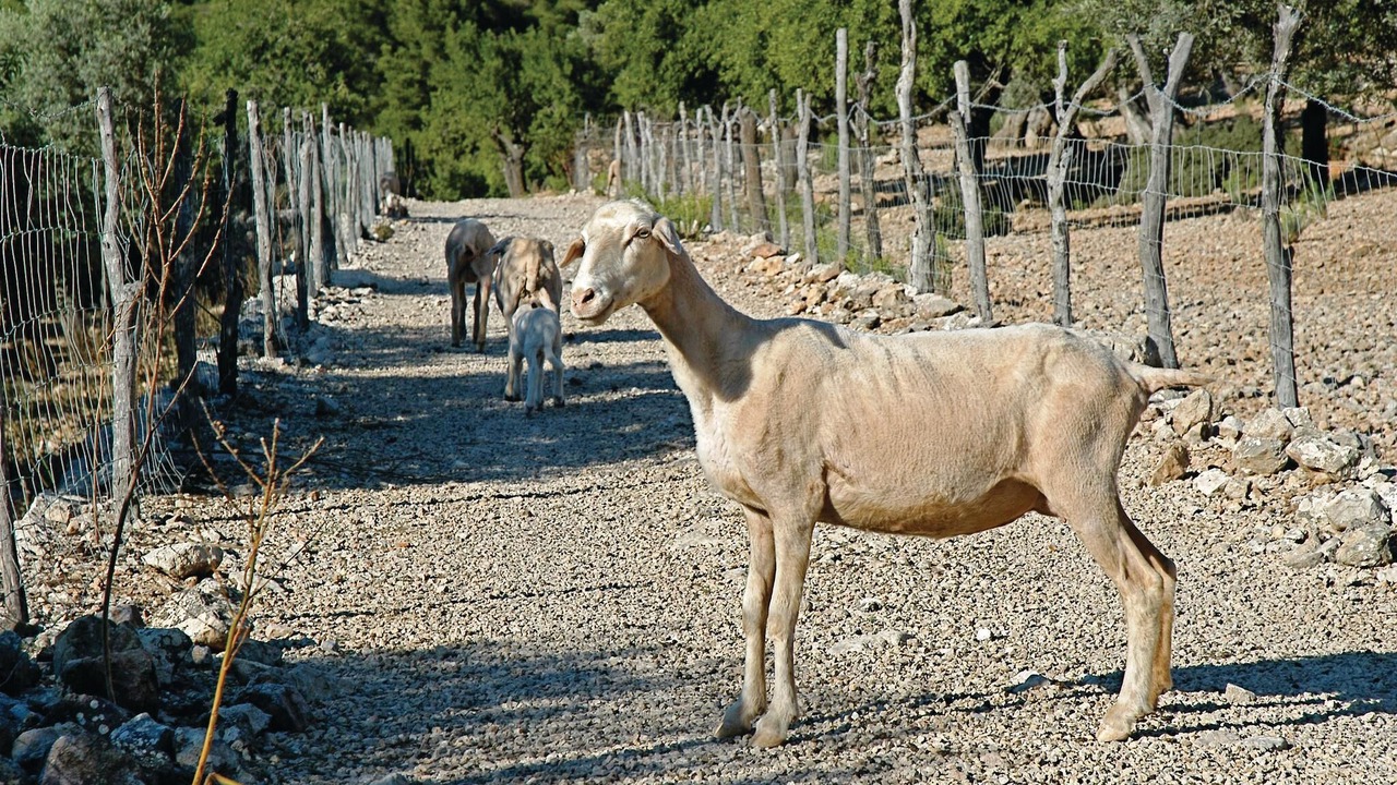 Photo of Others in Estellencs