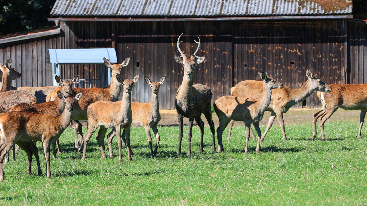 Photo of Others in Waldthurn