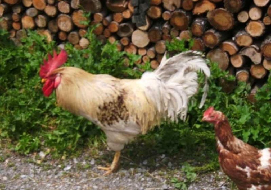Photo of Others in Fischbachau