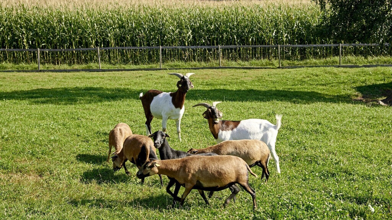 Photo of Others in Amerang