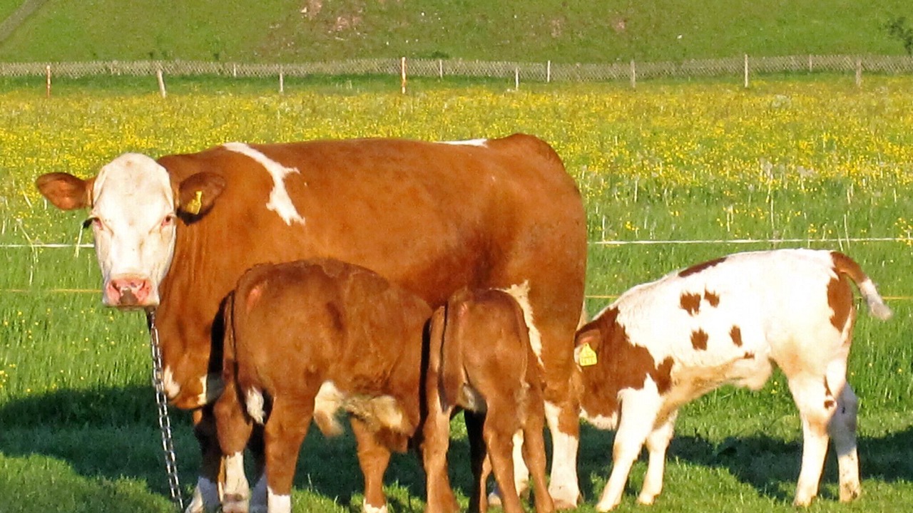 Photo of Outdoor in Bichl