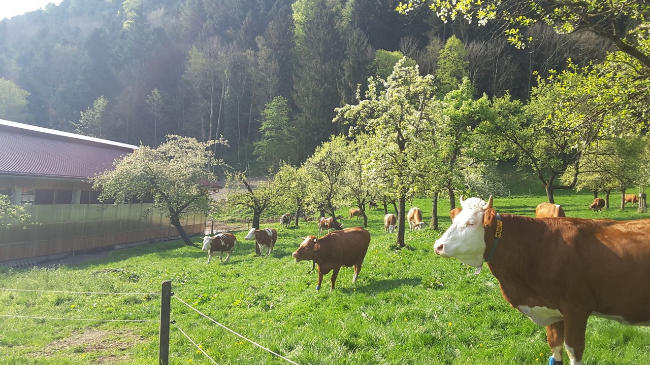 Photo of Outdoor in Bad Feilnbach