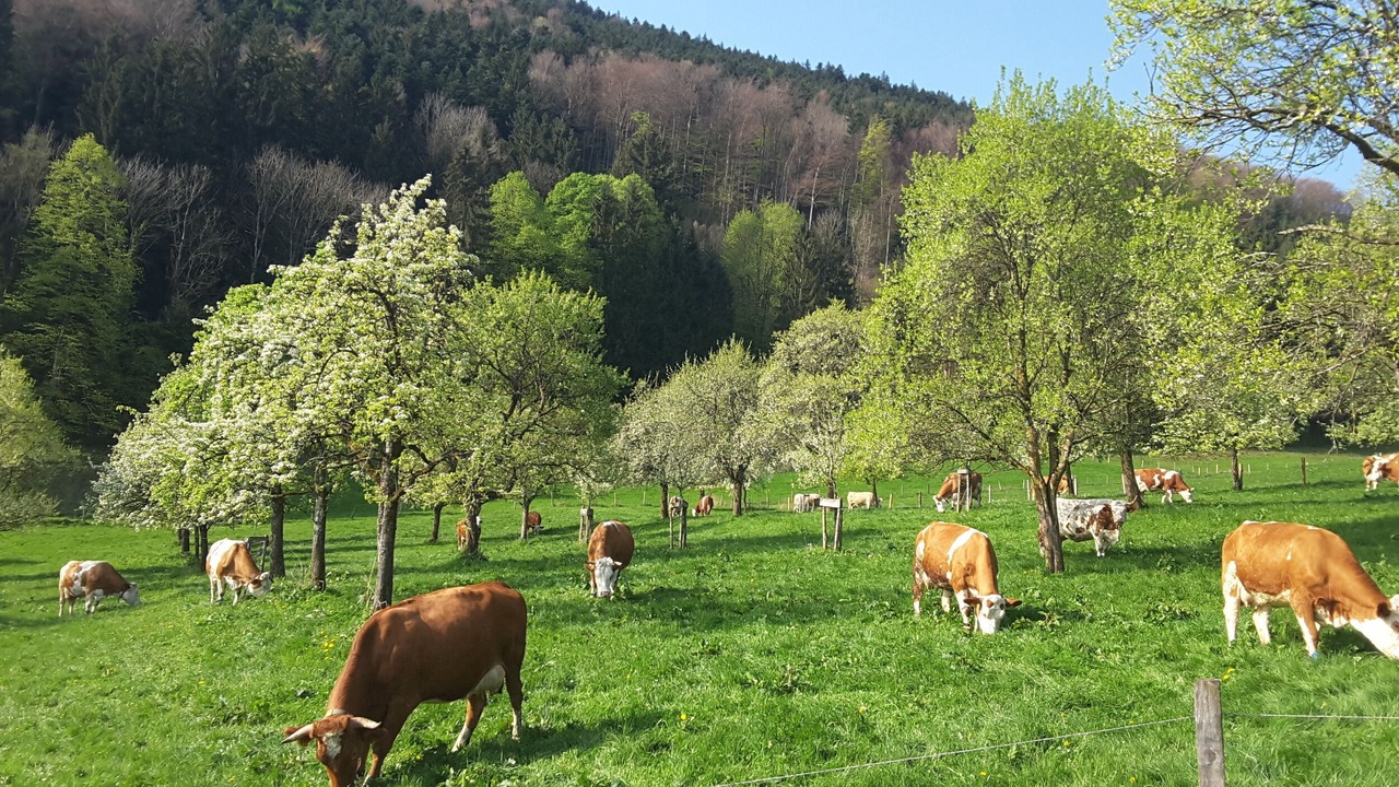Photo of Others in Bad Feilnbach