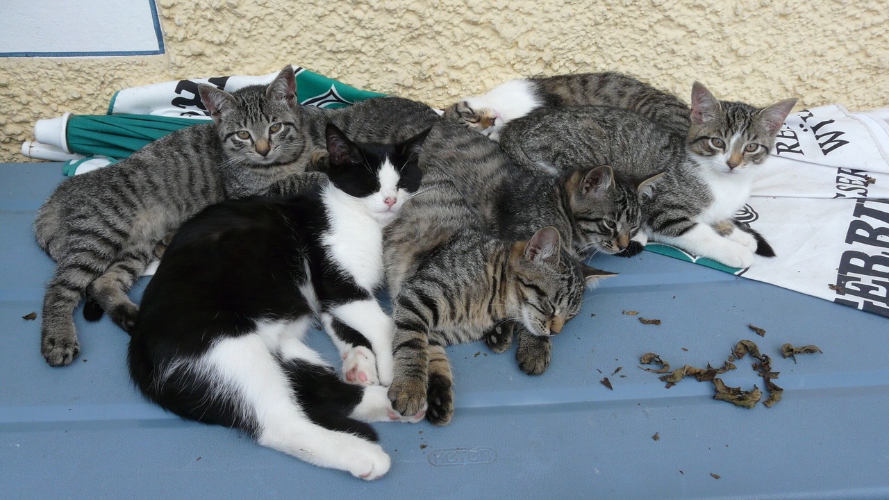 Photo of Others in Kirchanschoring