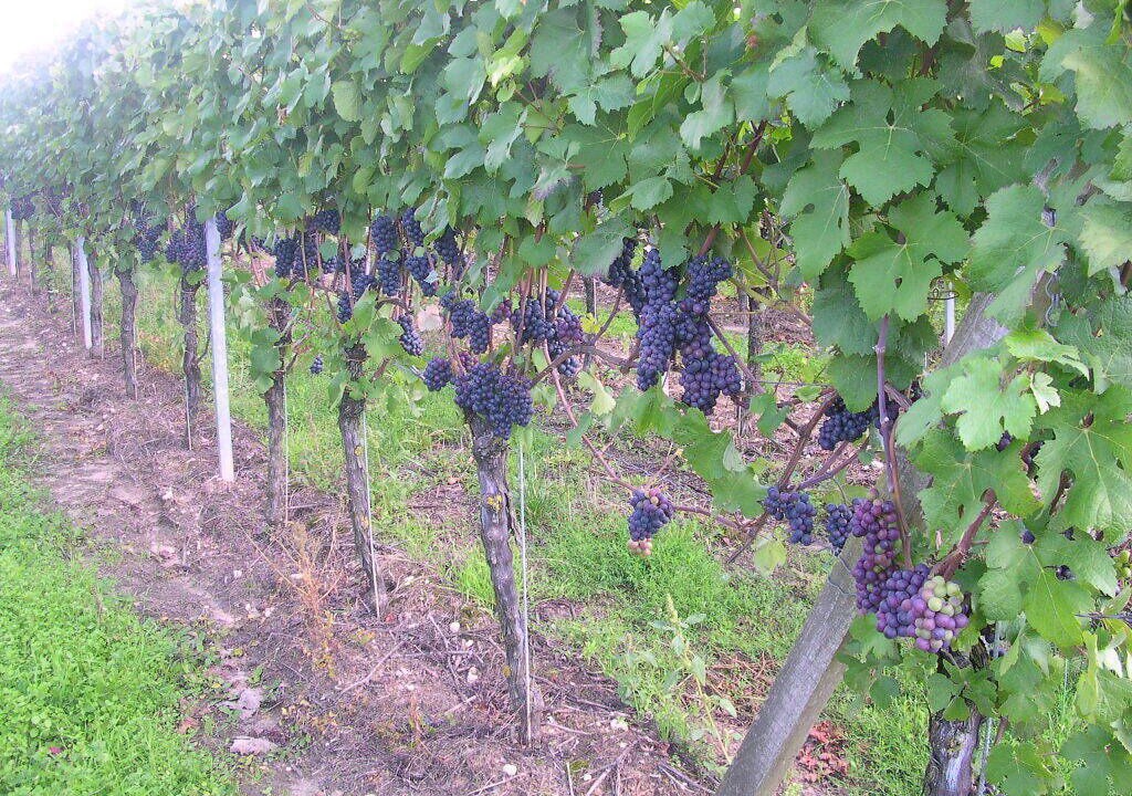 Photo of Outdoor in Nordheim a. Main