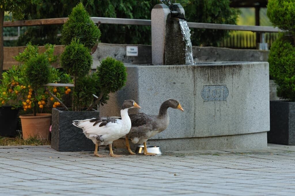 Photo of Outdoor in Nittenau