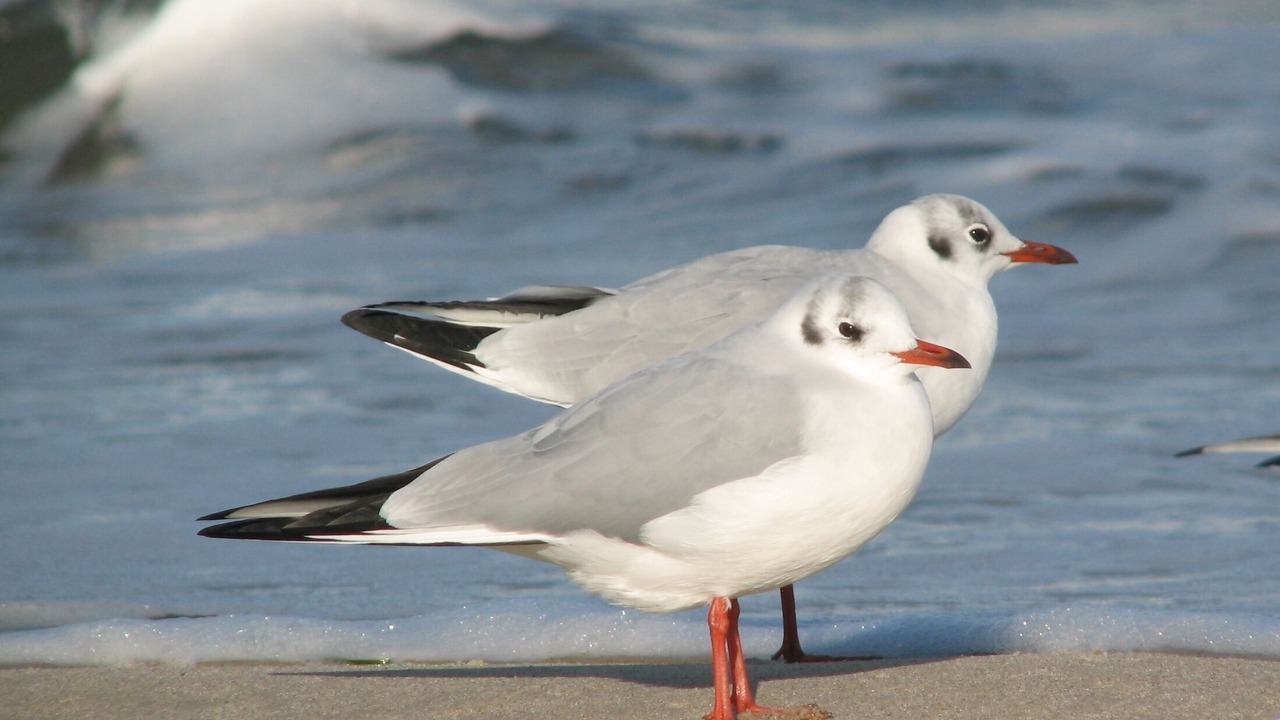 Photo of Others in Ostseebad Baabe
