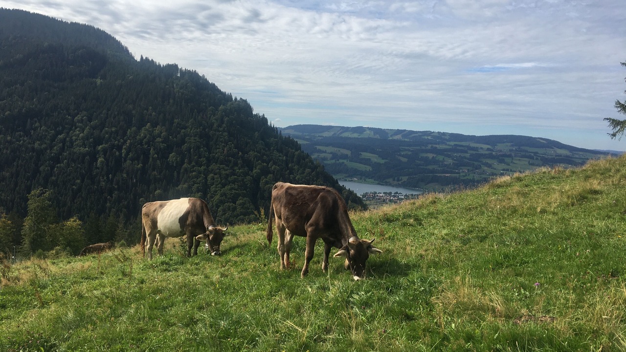 Photo of Outdoor in Weitnau