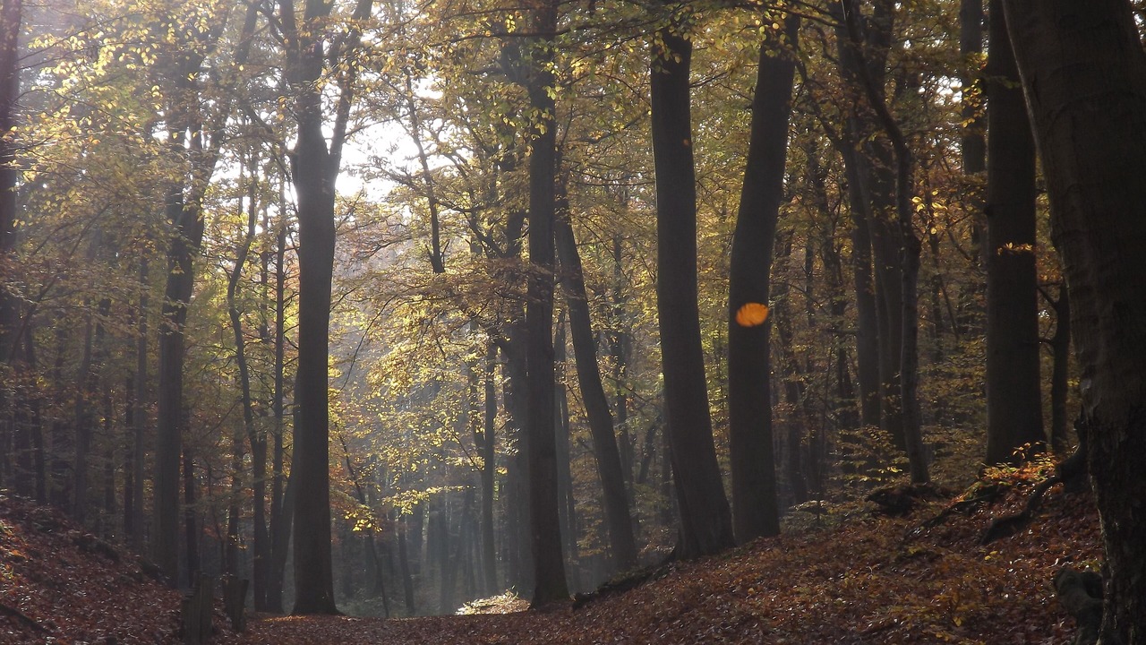 Photo of Others in Zinnowitz