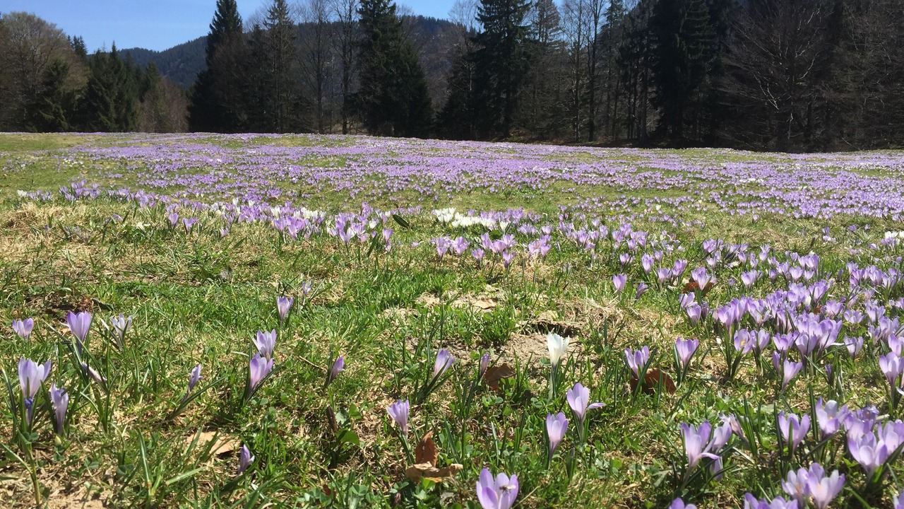 Photo of Outdoor in Steibis