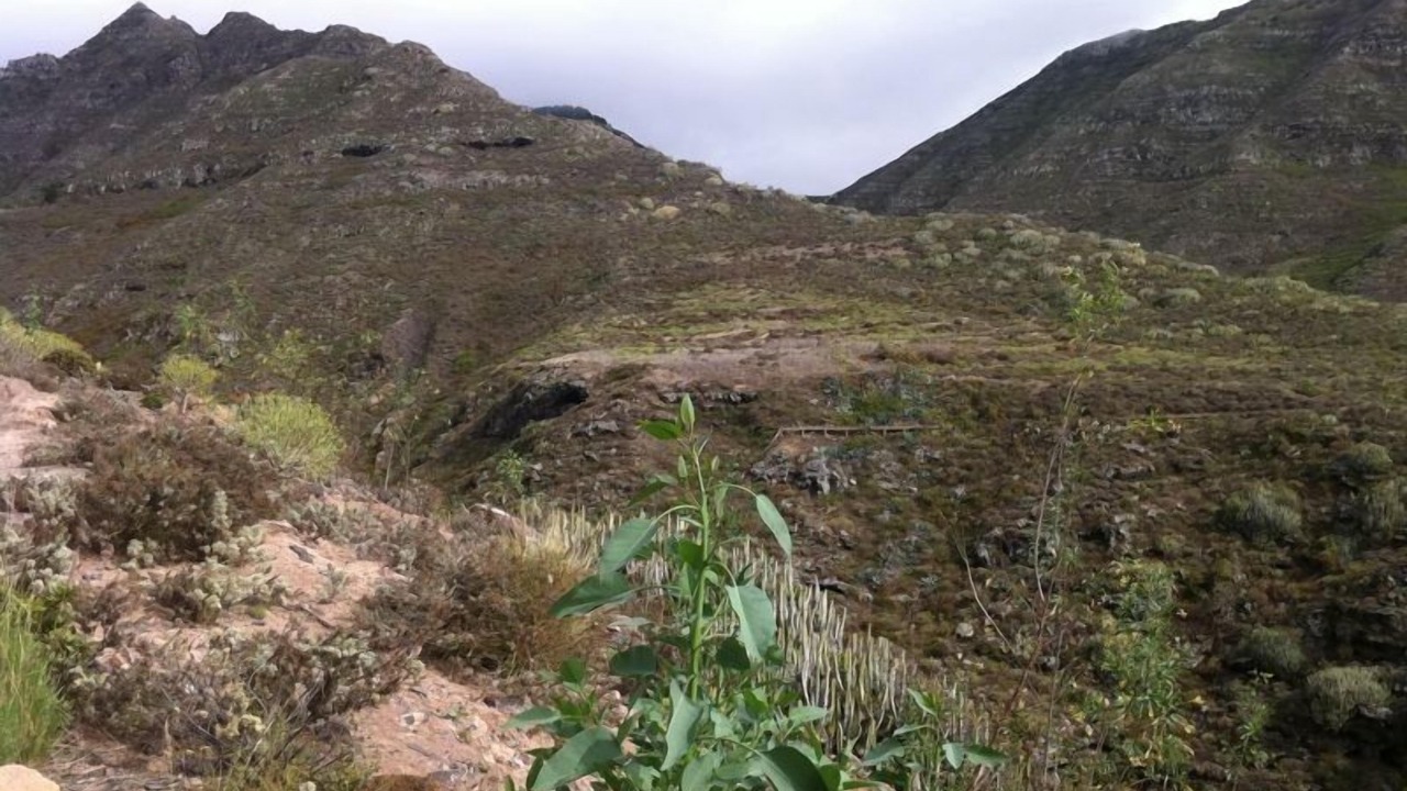 Photo of Others in San Cristobal de La Laguna