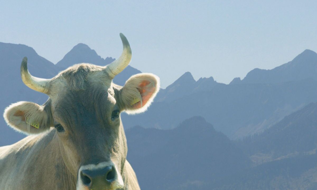 Photo of Others in Fuessen