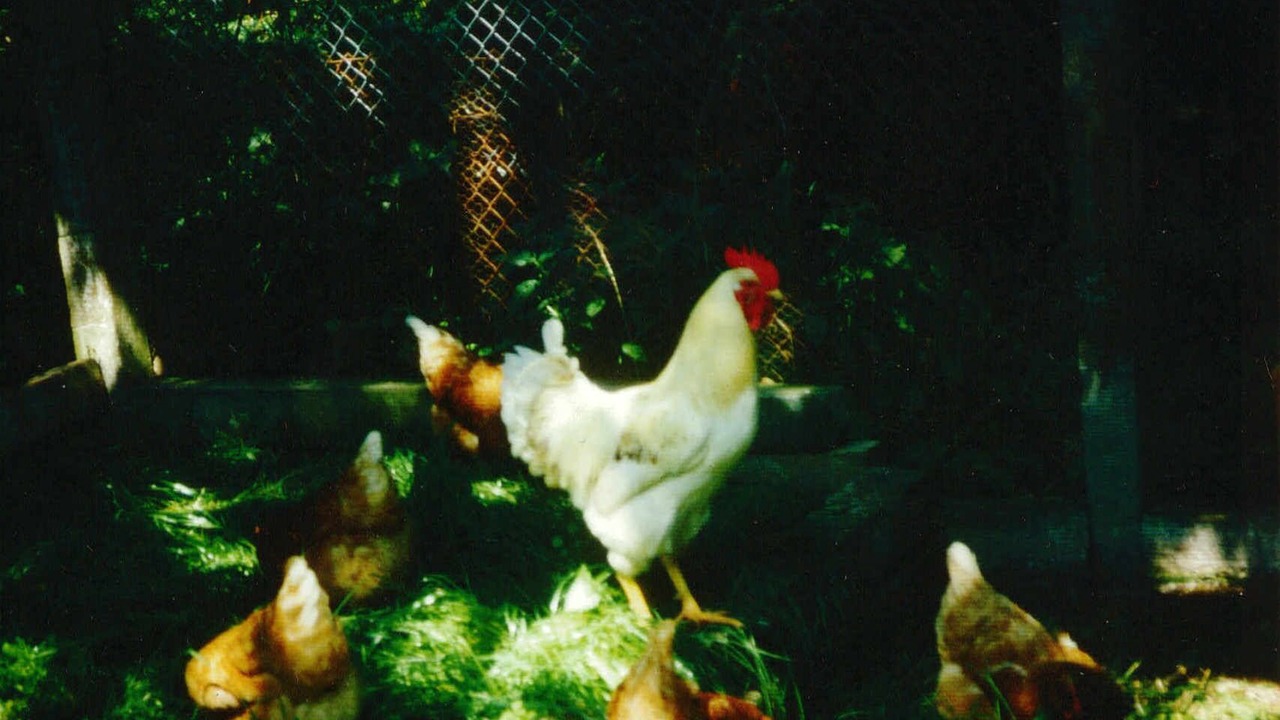 Photo of Outdoor in Roth