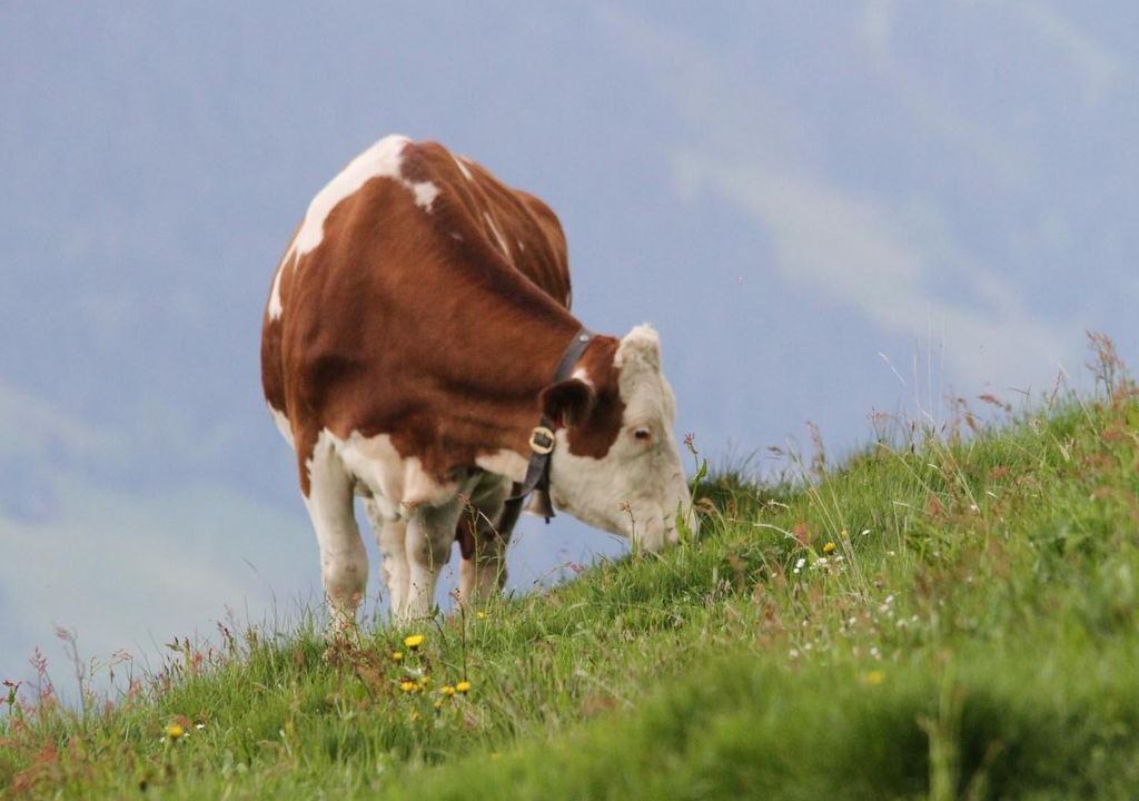 Photo of Others in Going am Wilden Kaiser