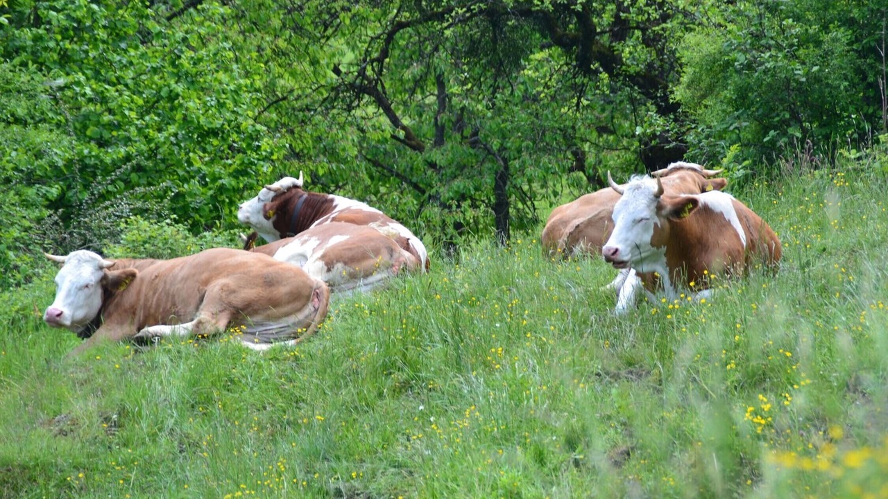 Photo of Outdoor in Niederaudorf