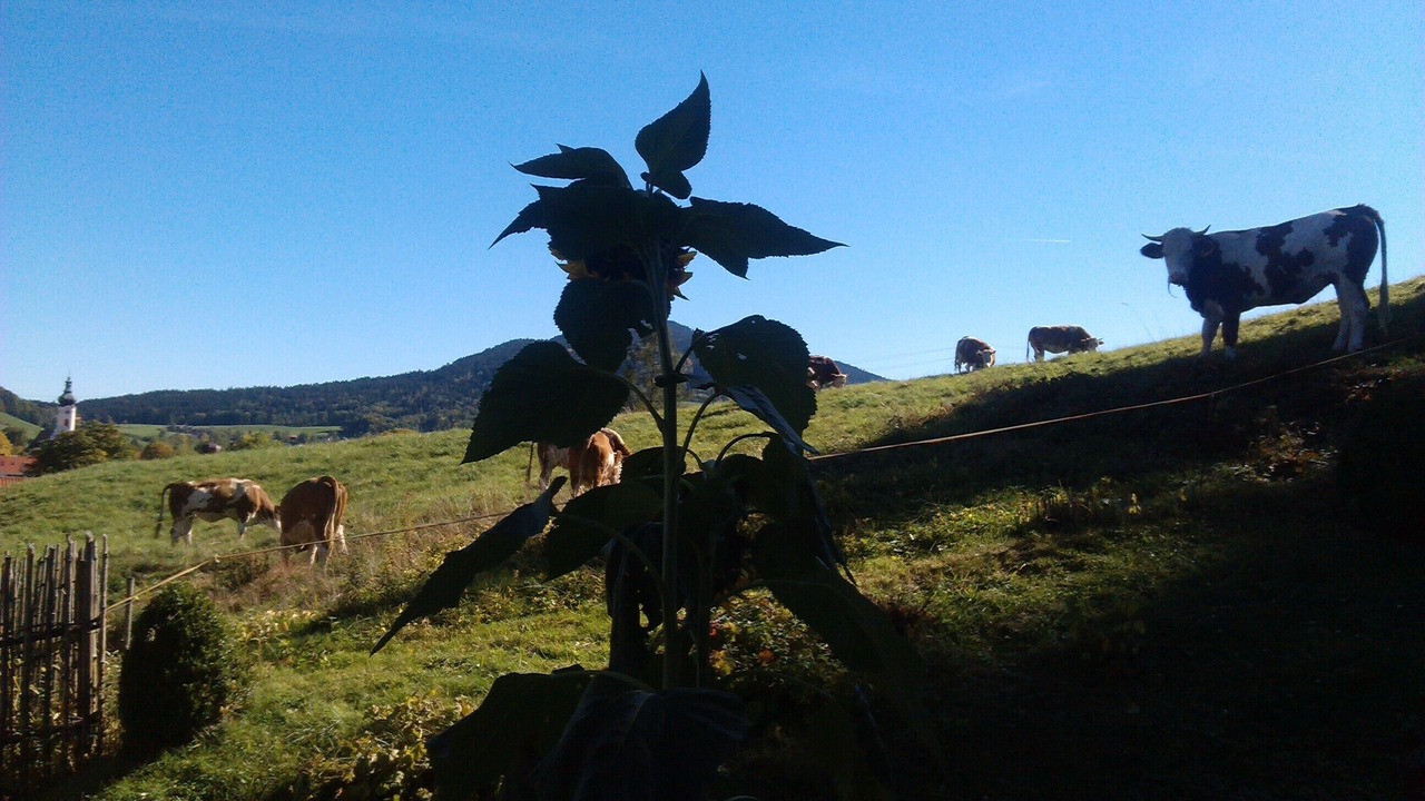 Photo of Others in Hausham
