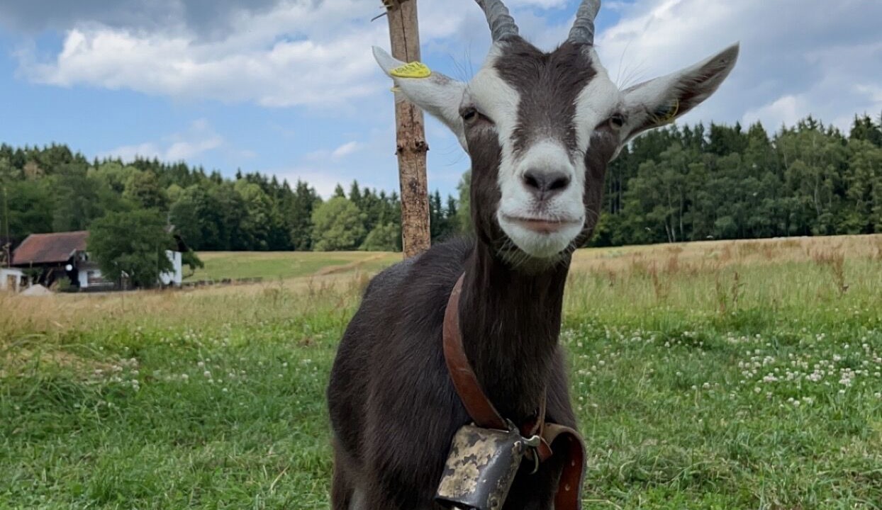 Photo of Others in Kirchberg i.Wald