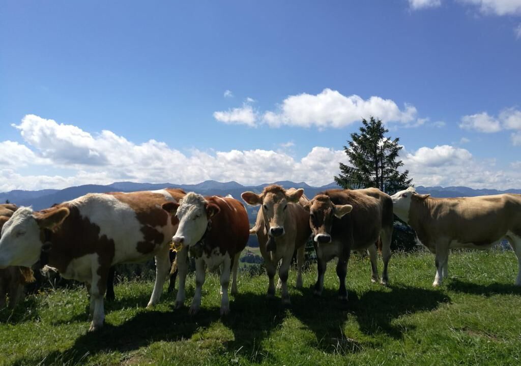 Photo of Outdoor in Stiefenhofen