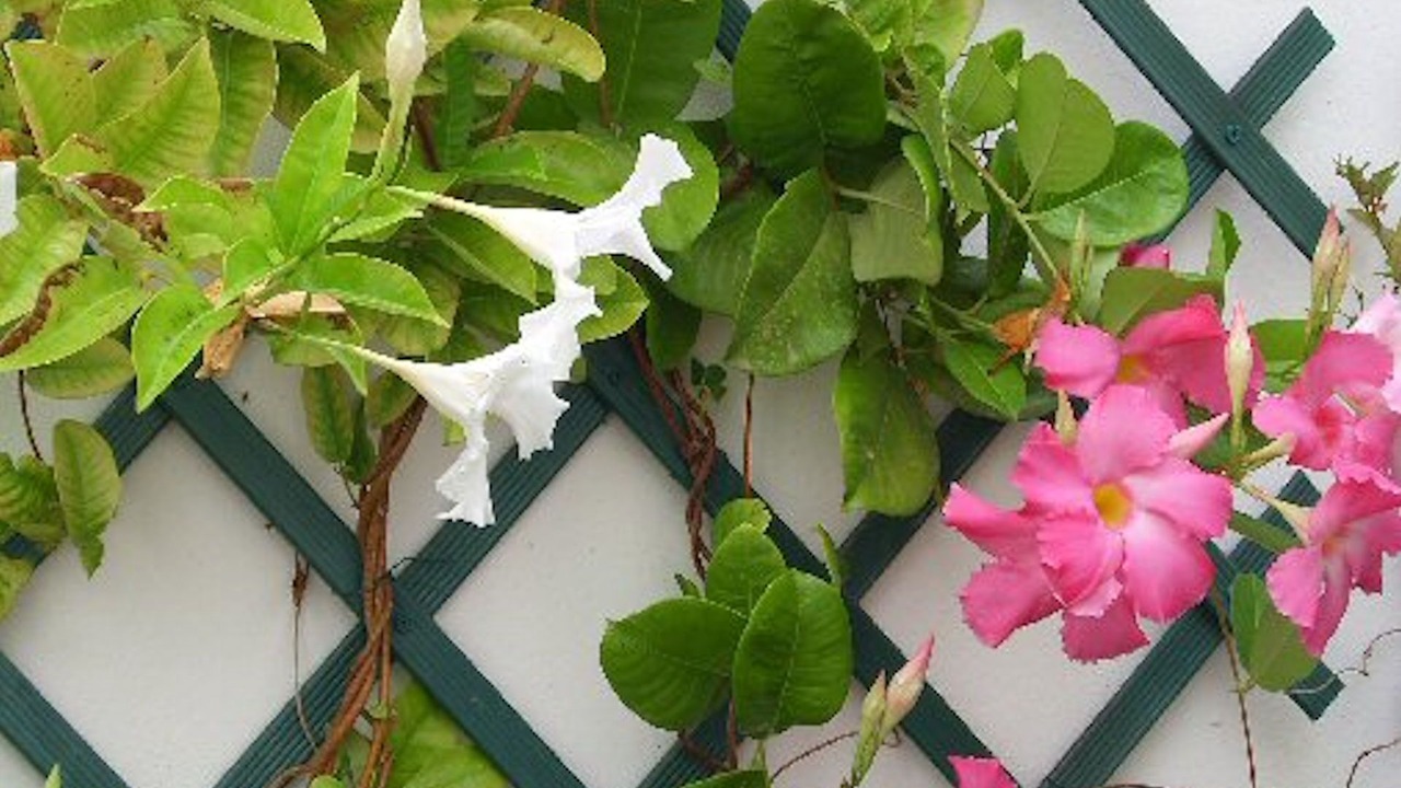 Photo of Outdoor in Villanueva de la Concepcion