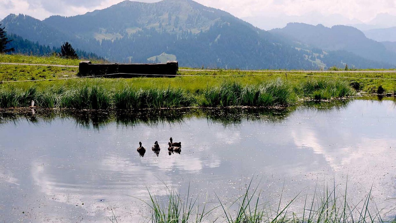 Photo of Others in Balderschwang
