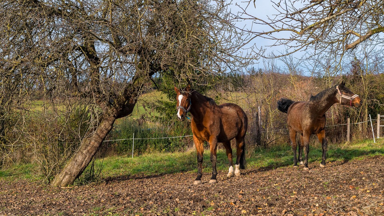 Photo of Others in Haarbach