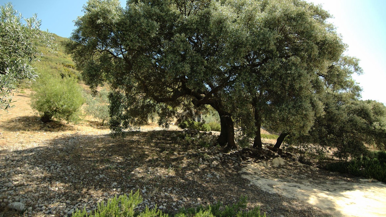 Photo of Outdoor in La Joya