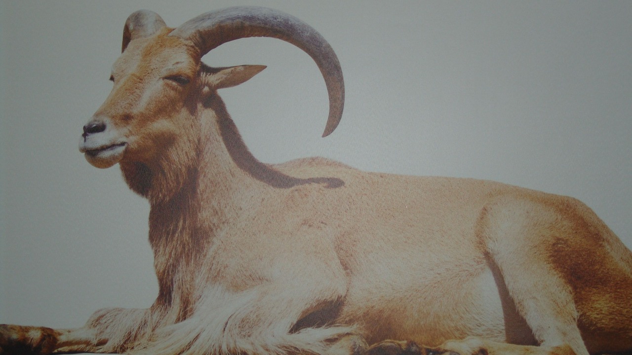 Photo of Others in Biberwier