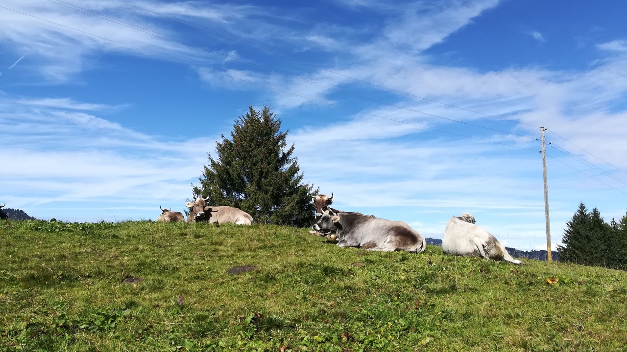 Photo of Others in Burgberg