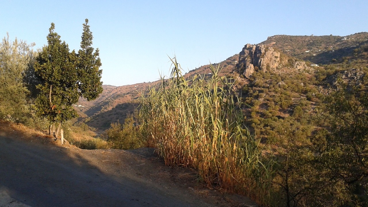 Photo of Others in Comares