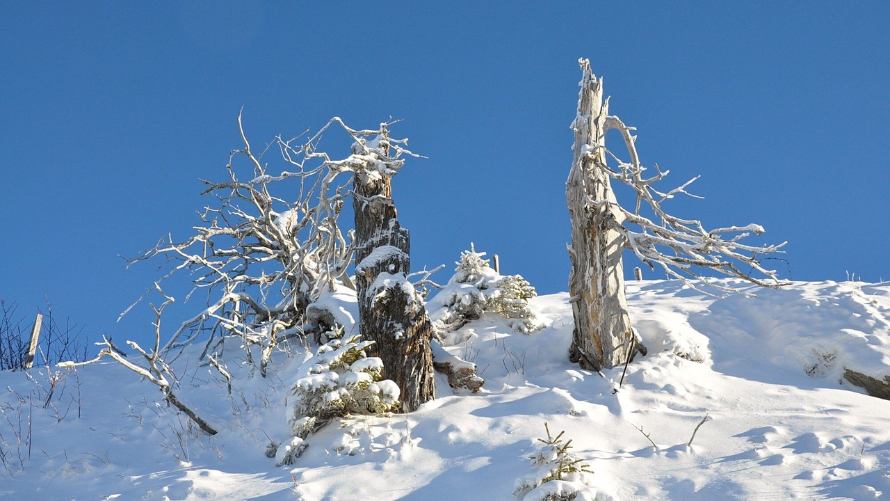 Photo of Others in Obermaiselstein
