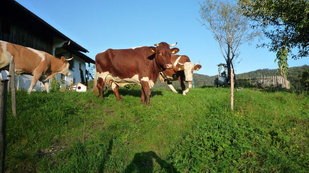 Photo of Outdoor in Schneizlreuth