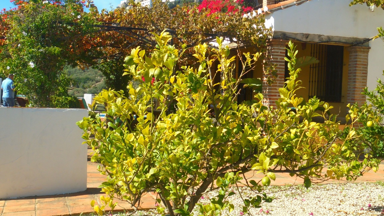 Photo of Others in Comares