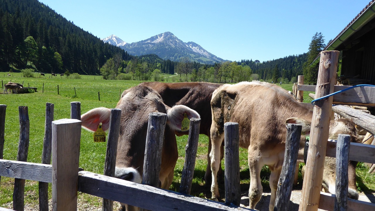 Photo of Others in Schwarzenbach