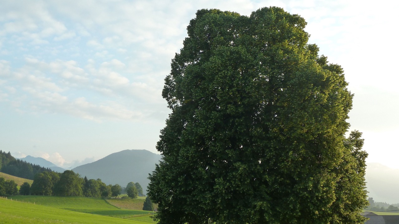 Photo of Others in Sonnen