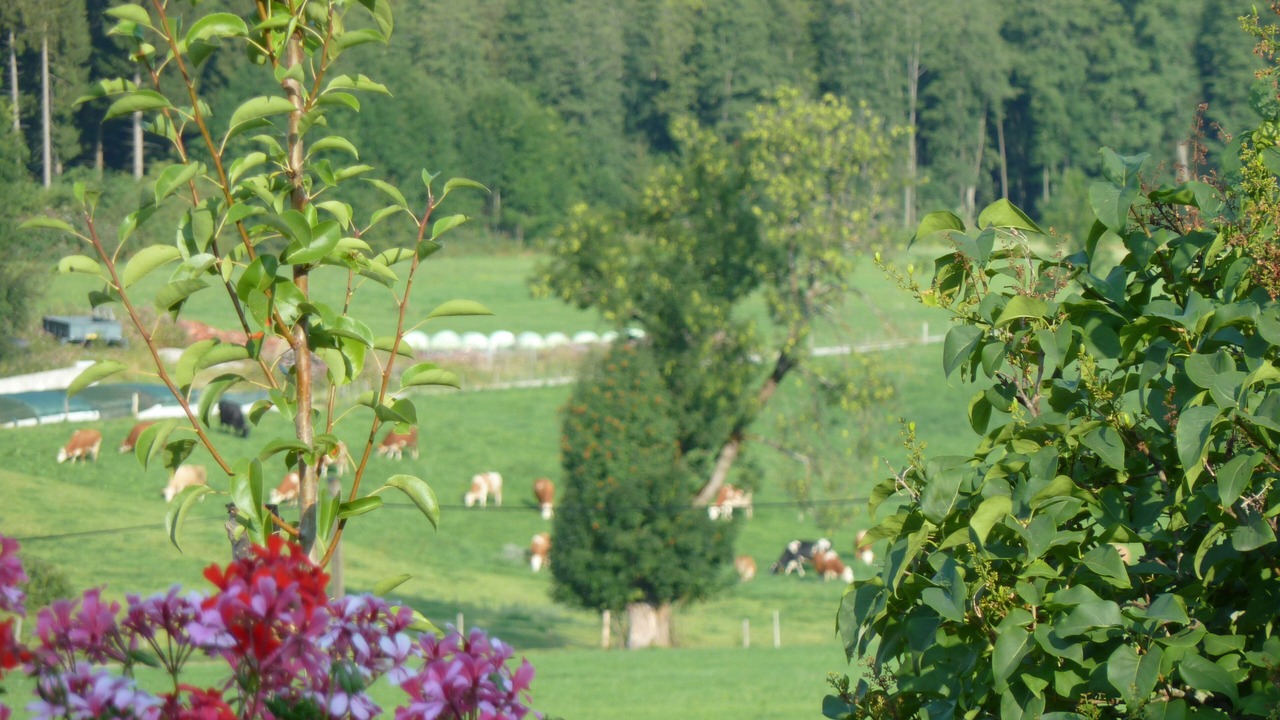 Photo of Outdoor in Sonnen